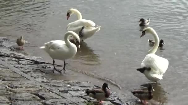 湖边的天鹅和鸭子 — 图库视频影像