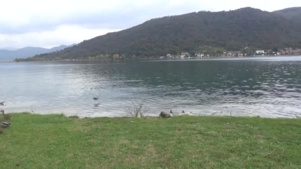 Kaczki Scatter Latać Nad Jeziorem Jesienny Krajobraz Wiejski — Wideo stockowe
