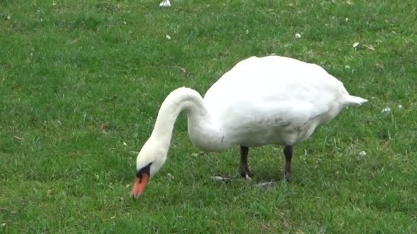 White Swan Nibbling Grass Shore Lake — Stock Video
