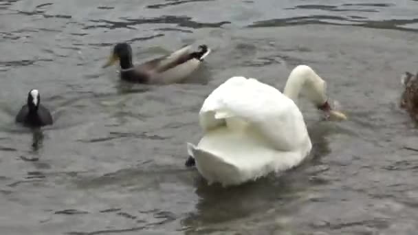 Cygne Blanc Canards Battant Dans Eau Pour Nourrir — Video