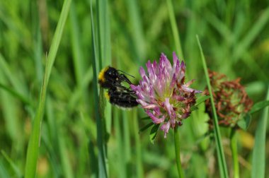 Arı polen yonca üzerinde toplar. Arı bal çiçek toplar..