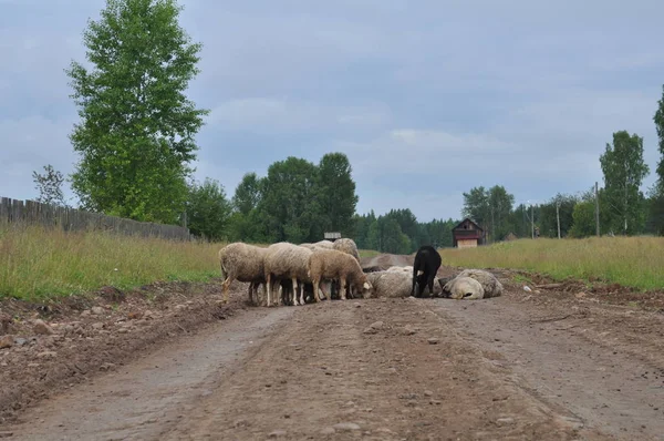 Koyun ve koyun köy yolu üzerinde dinlenme.