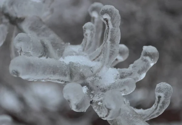 Bir ağaç dalı buzla kaplı. Buzun içinde ağaç.