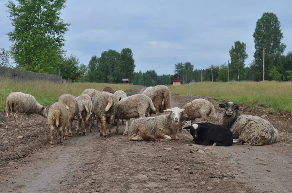Koyun ve koyun köy yolu üzerinde dinlenme.