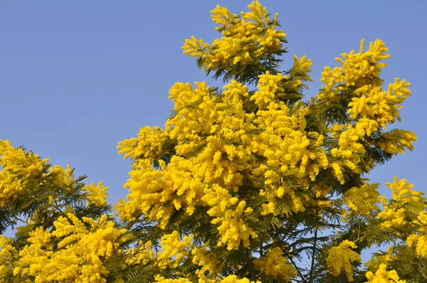 Mezinárodní Den Žen Mimosa Květiny — Stock fotografie