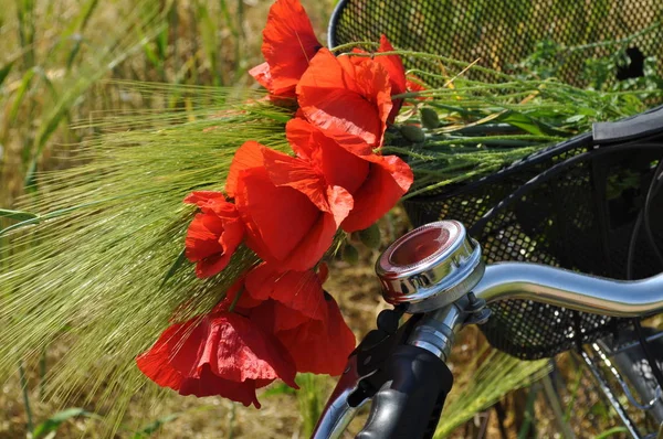 Kırmızı haşhaş ve bir bisiklet. Tarlada çiçekler. Scarlet haşhaş buketi