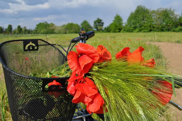 Kırmızı haşhaş ve bir bisiklet. Tarlada çiçekler. Scarlet haşhaş buketi