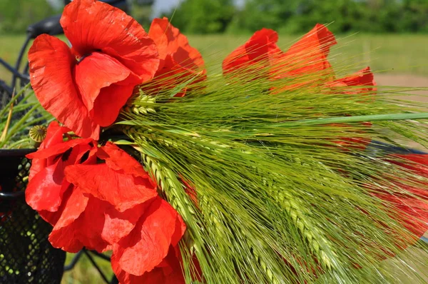 Kırmızı haşhaş ve bir bisiklet. Tarlada çiçekler. Scarlet haşhaş buketi