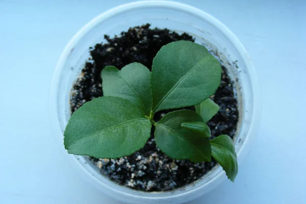 Pflanzen Blume Minimalismus Zimmerpflanze — Stockfoto