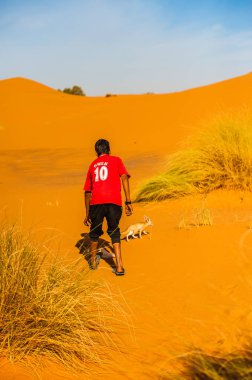 Çocuk Fas Merzouga çölde bir tilki çöl (çöl tilkisi) yakalamaya çalışıyor