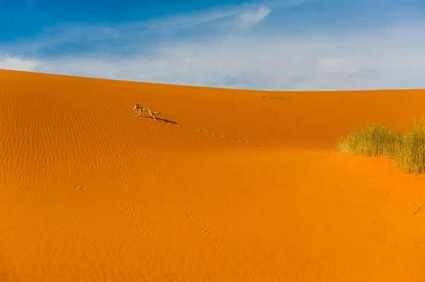 Fennec Fox 사하라 Merzouga 모로코 — 스톡 사진