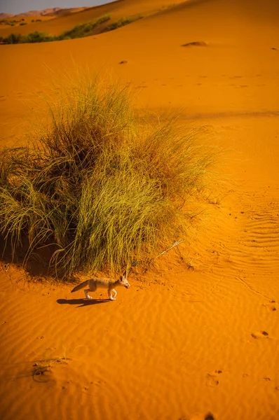 Fennec 撒哈拉大沙漠 梅尔祖卡 摩洛哥 — 图库照片