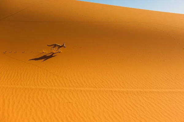 Fennec Fox Έρημο Της Σαχάρας Μερζούγκα Μαρόκο — Φωτογραφία Αρχείου