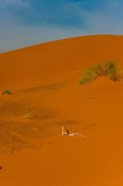 Çöl Tilkisi Fox Sahra Çölü Merzouga Fas — Stok fotoğraf