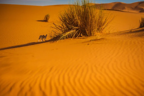 Fennec Fox Έρημο Της Σαχάρας Μερζούγκα Μαρόκο — Φωτογραφία Αρχείου