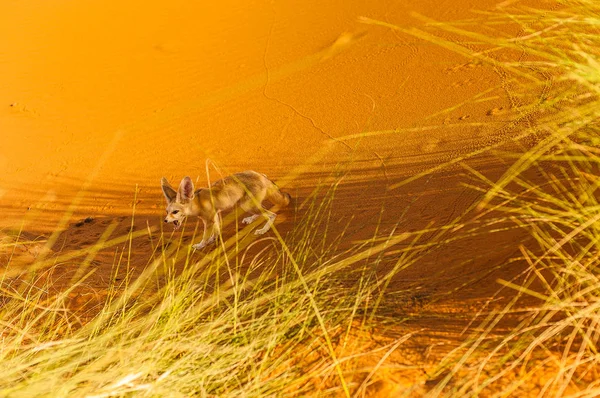 Fennec Fox Saharaöknen Merzouga Morocco — Stockfoto