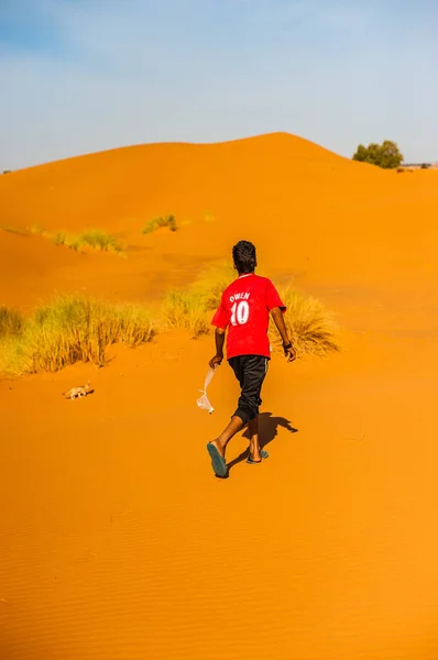 The boy is trying to catch a fox desert ( Fennec) in Merzouga desert in Morocco