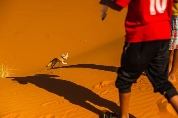 พยายามท จะจ บทะเลทรายจ งจอก Fennec ในทะเลทราย Merzouga ในโมร อกโก — ภาพถ่ายสต็อก