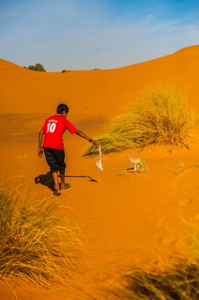 Çocuk Fas Merzouga Çölde Bir Tilki Çöl Çöl Tilkisi Yakalamaya — Stok fotoğraf