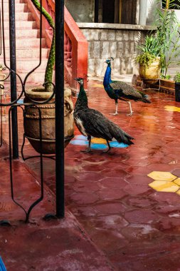 Zagora holet, Fas terasta güzel tavus kuşu