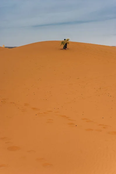 在摩洛哥梅尔祖卡的一个沙丘上 老柏尔人妇女独自工作 — 图库照片