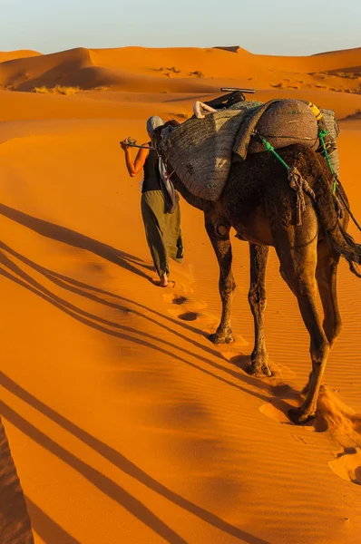 Camello Caravana Desierto Erg Chebbi Desierto Del Sahara Cerca Merzouga — Foto de Stock