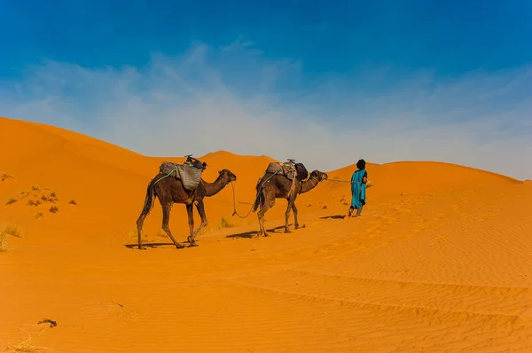 Kamelkarawane Der Wüste Erg Chebbi Sahara Wüste Der Nähe Von — Stockfoto