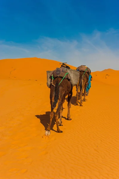 Camel caravan in Erg Chebbi Desert, Sahara Desert near Merzouga, Morocco