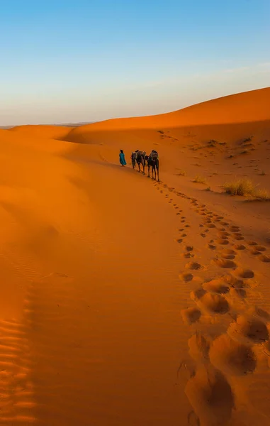 Καμήλα Τροχόσπιτο Στην Erg Chebbi Έρημο Έρημο Της Σαχάρας Κοντά — Φωτογραφία Αρχείου