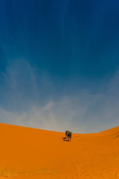 骆驼大篷车在 Erg 沙丘沙漠 撒哈拉沙漠附近的撒哈拉沙漠 摩洛哥 — 图库照片