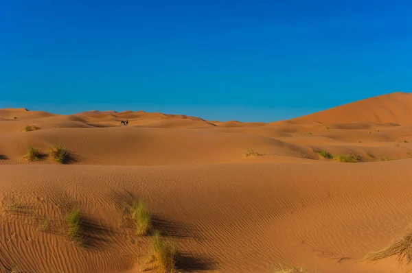 Karawana Erg Chebbi Pustyni Pustyni Sahara Pobliżu Merzouga Maroko — Zdjęcie stockowe