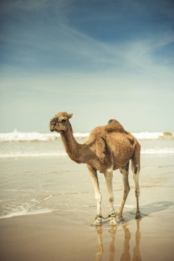 Essaouira, Fas, sahilde deve