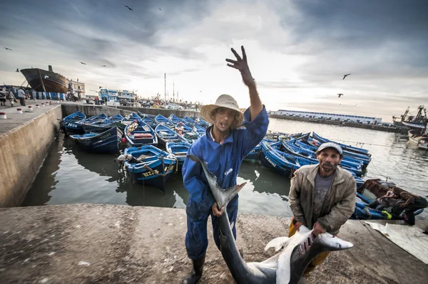 Man Carrying Shark Harbor Essaouira Morocco — Stock Photo, Image