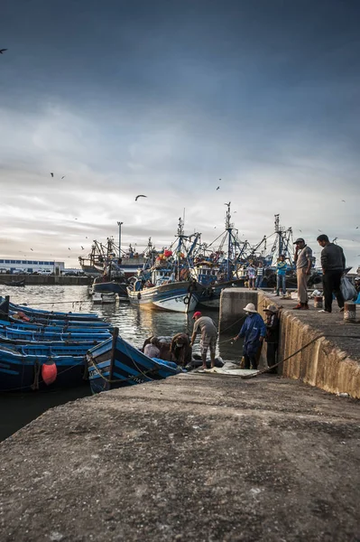 Man Carrying Shark Harbor Essaouira Morocco — Stock Photo, Image