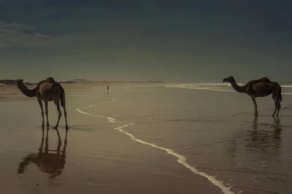Cammelli Sulla Spiaggia Essaouira Marocco — Foto Stock