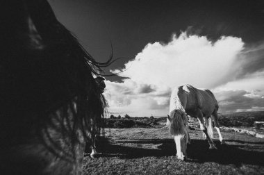 Beyaz bir at, İrlanda