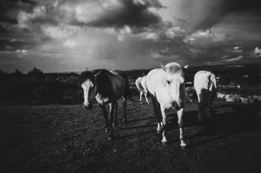 Beyaz bir at, İrlanda