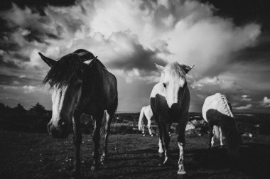 Beyaz bir at, İrlanda