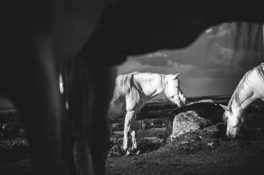 Beyaz bir at, İrlanda