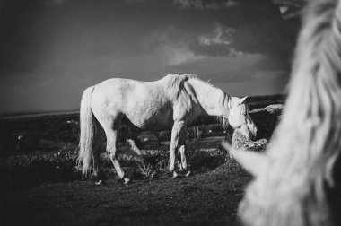 Beyaz bir at, İrlanda