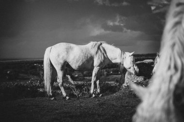 Beyaz bir at, İrlanda