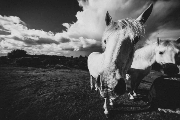 Een Wit Paard Ierland — Stockfoto