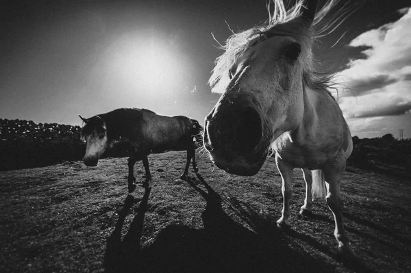 Cavalo Branco Irlanda — Fotografia de Stock