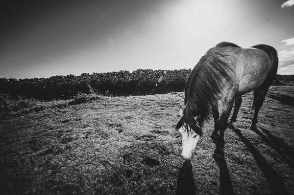 Biały Koń Irlandia — Zdjęcie stockowe