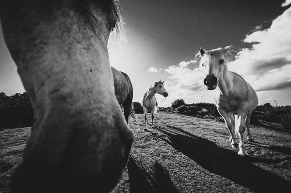 Cavallo Bianco Irlanda — Foto Stock