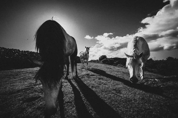 Beyaz bir at, İrlanda