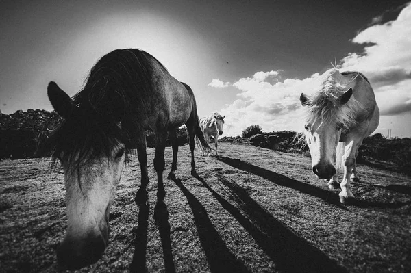 Beyaz bir at, İrlanda