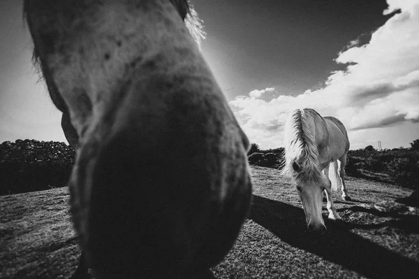 Ein Weißes Pferd Irland — Stockfoto