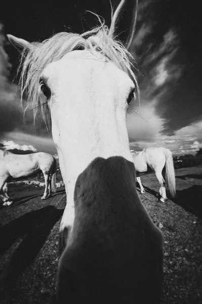 Ein Weißes Pferd Irland — Stockfoto