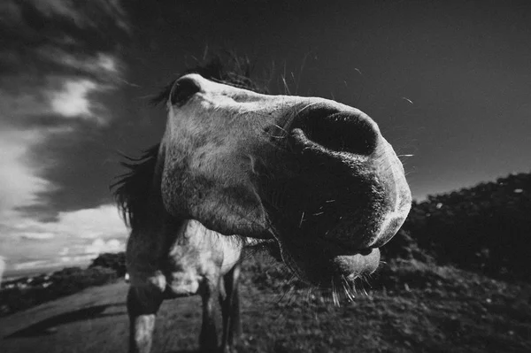 Cavalo Branco Irlanda — Fotografia de Stock